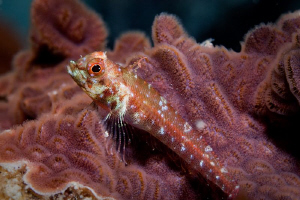 Small fish off Rottnest Island. First time out with a new... by Mick Tait 